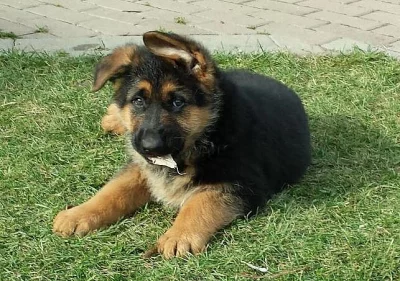 Německý ovčák - štěňátka s PP typ REX